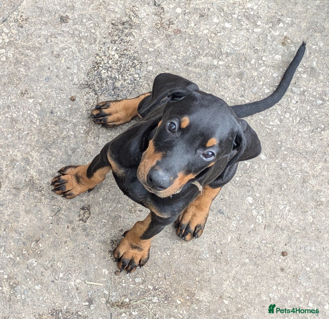 Dobermann dogs for sale: Beautiful doberman puppies ready for foreve homes  - Image 13