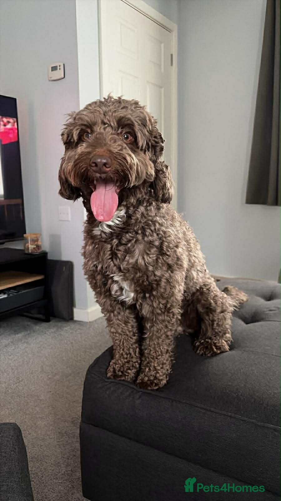 Cockapoo dogs PROVEN Chocolate brown cockapoo for stud - Advert 1