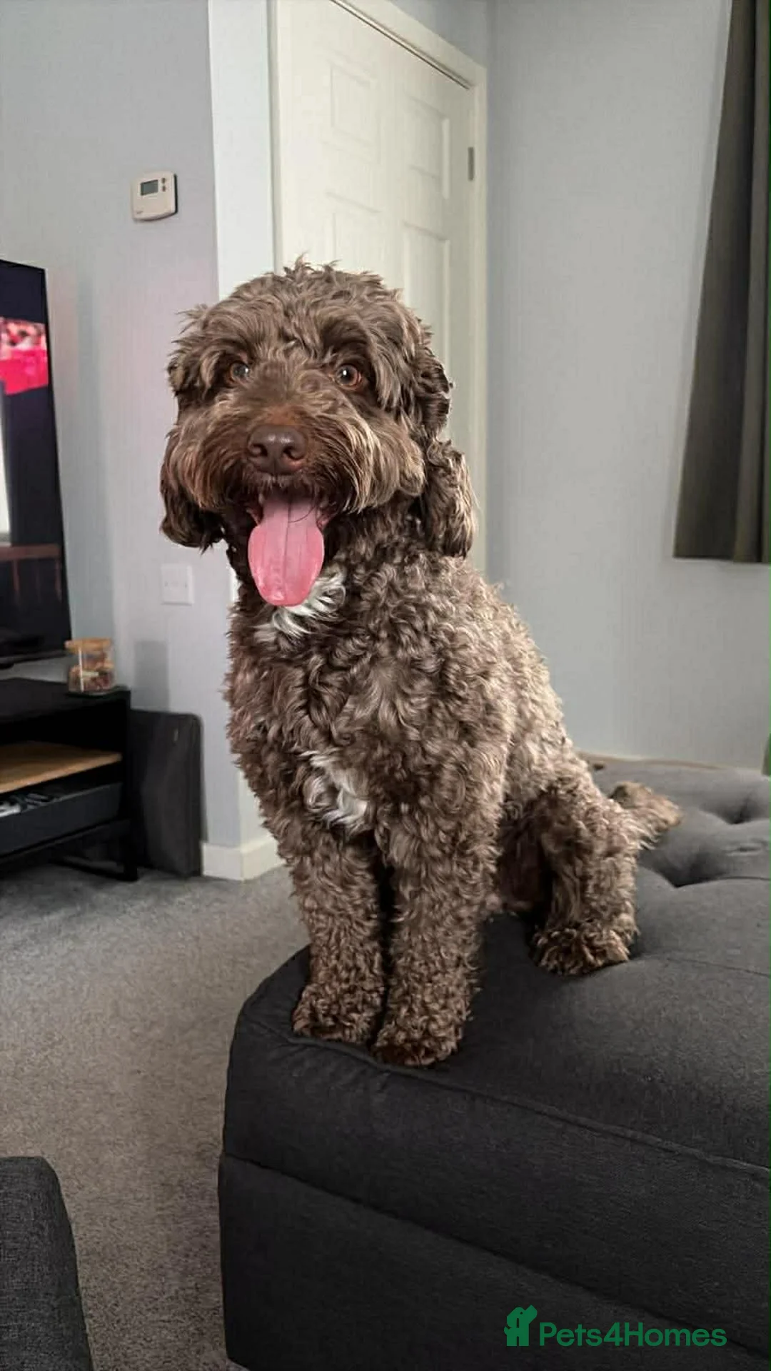 Cockapoo dogs for stud: PROVEN Chocolate brown cockapoo for stud - Advert 1