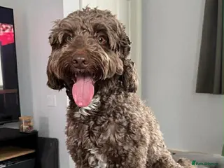 Cockapoo dogs PROVEN Chocolate brown cockapoo for stud - Advert 1