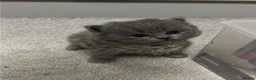 British Shorthair cats for sale: Chunky bsh grey baby - Advert 3