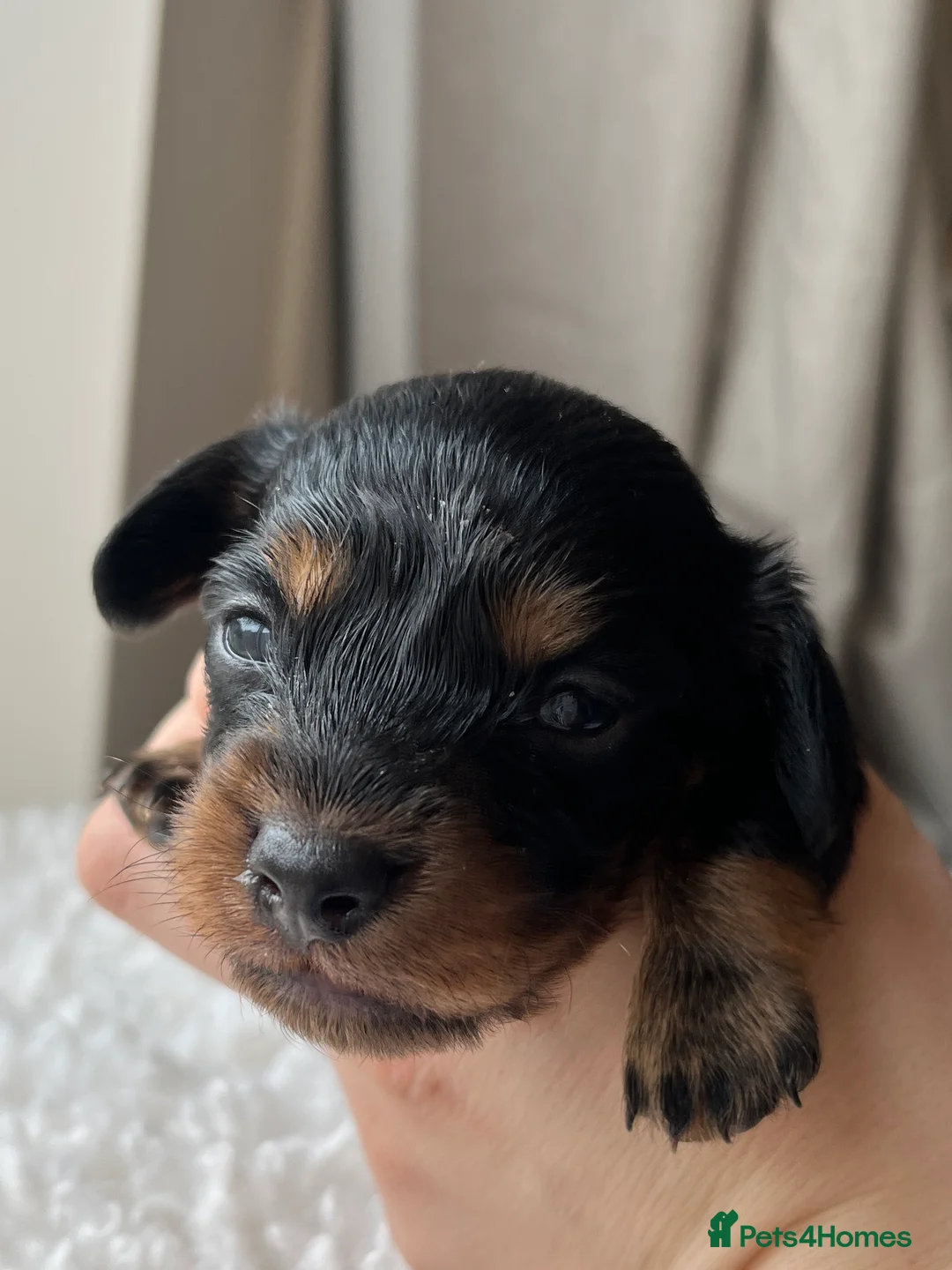 Miniature Dachshund dogs for sale: MINIATURE Dachshund long haired & smooth  - Advert 2