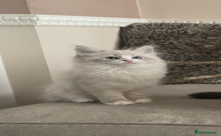 Siberian cats - Advert 4