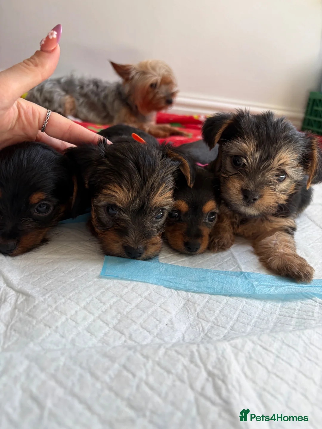Yorkshire Terrier dogs for sale: adorable mini Yorkshire terrier puppies for sale in Bolton - Advert 1
