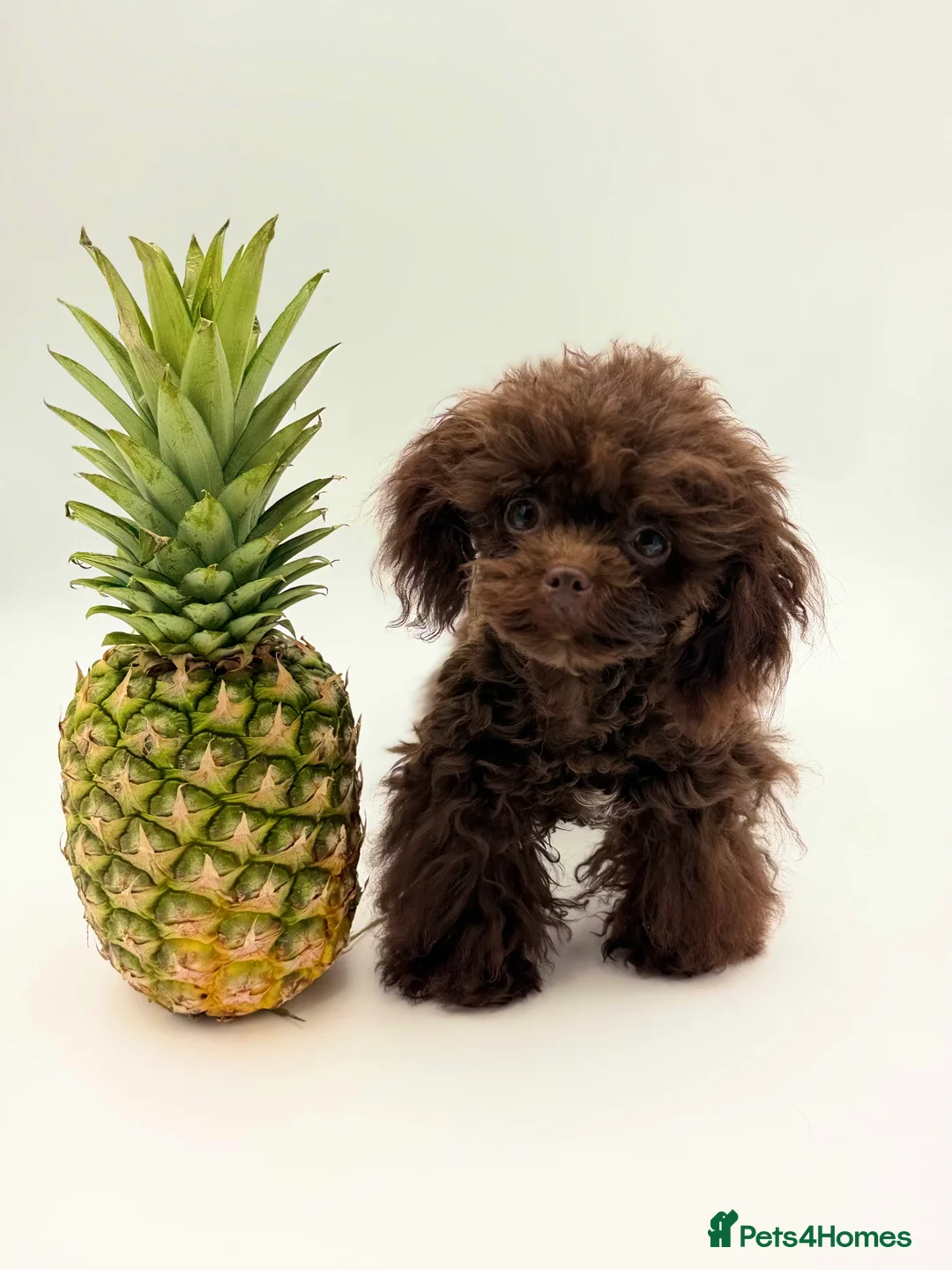 Toy Poodle dogs for stud: Tiny Asian Toy Poodle for stud duties  - Advert 4