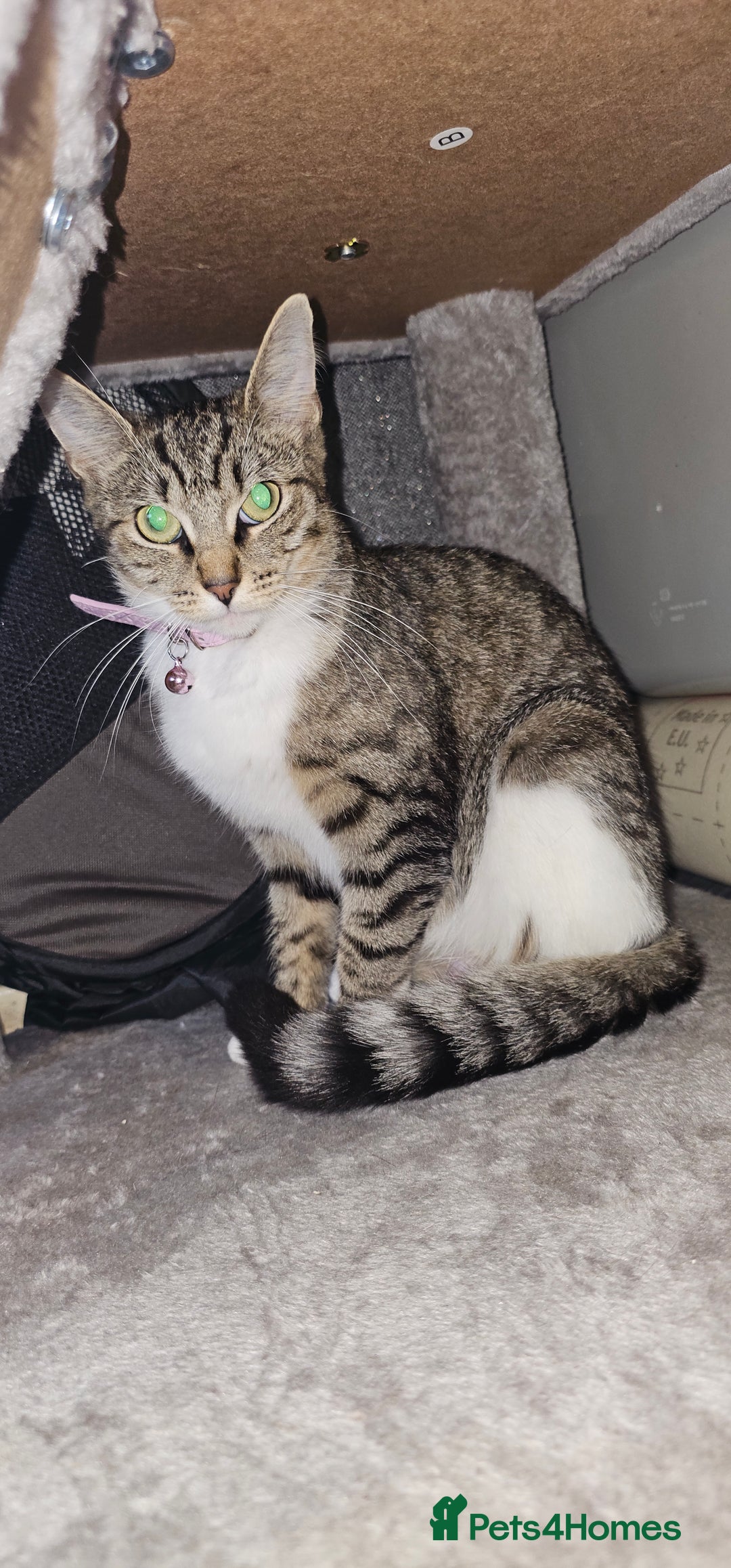 Ragdoll cats for sale: Ragdoll x Tabby Mix Female Kitten - Image 6