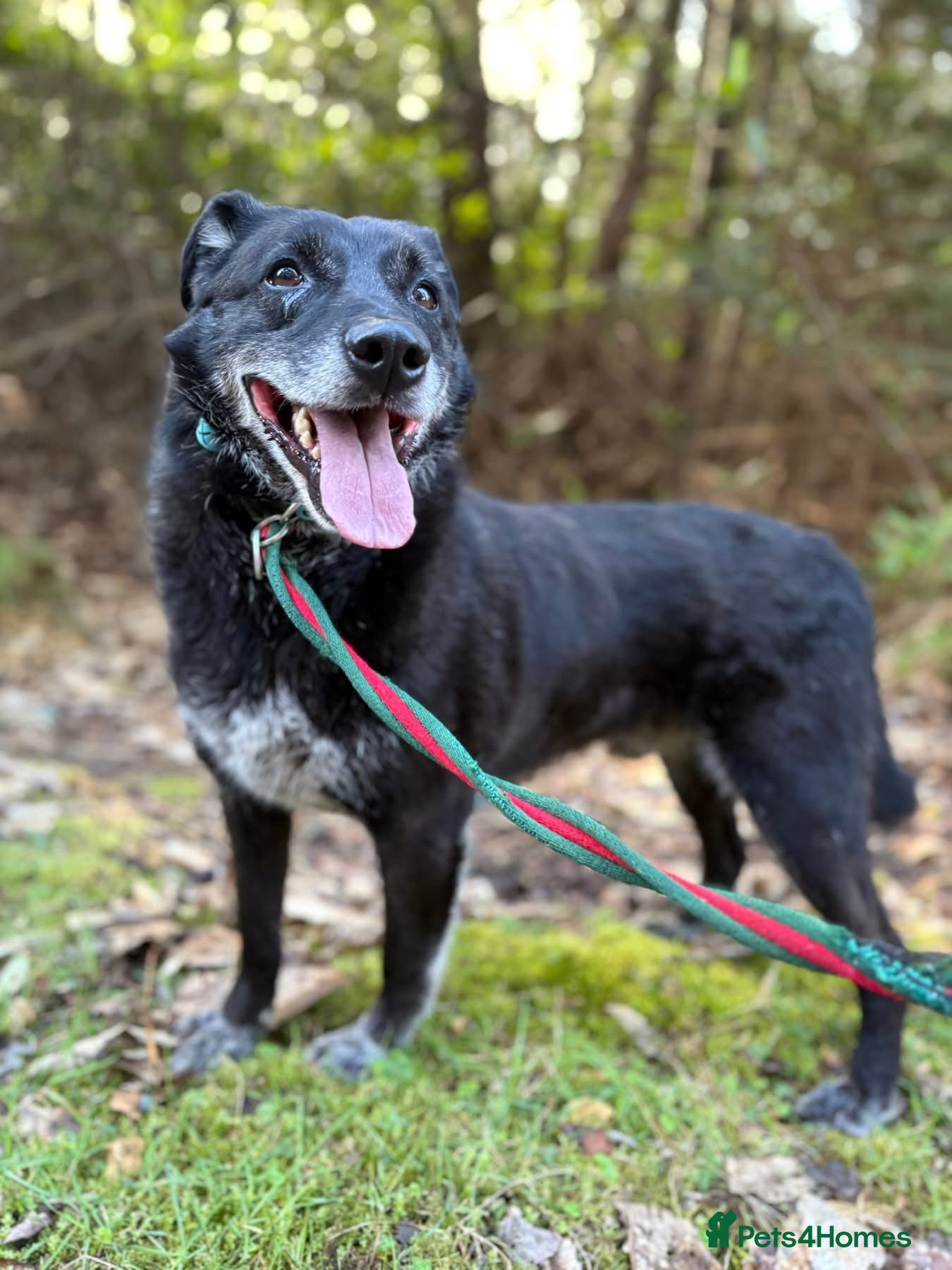 Mixed Breed dogs Aramis - Norwich Norfolk  - Advert 9