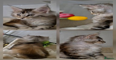 Maine Coon cats - Advert 7
