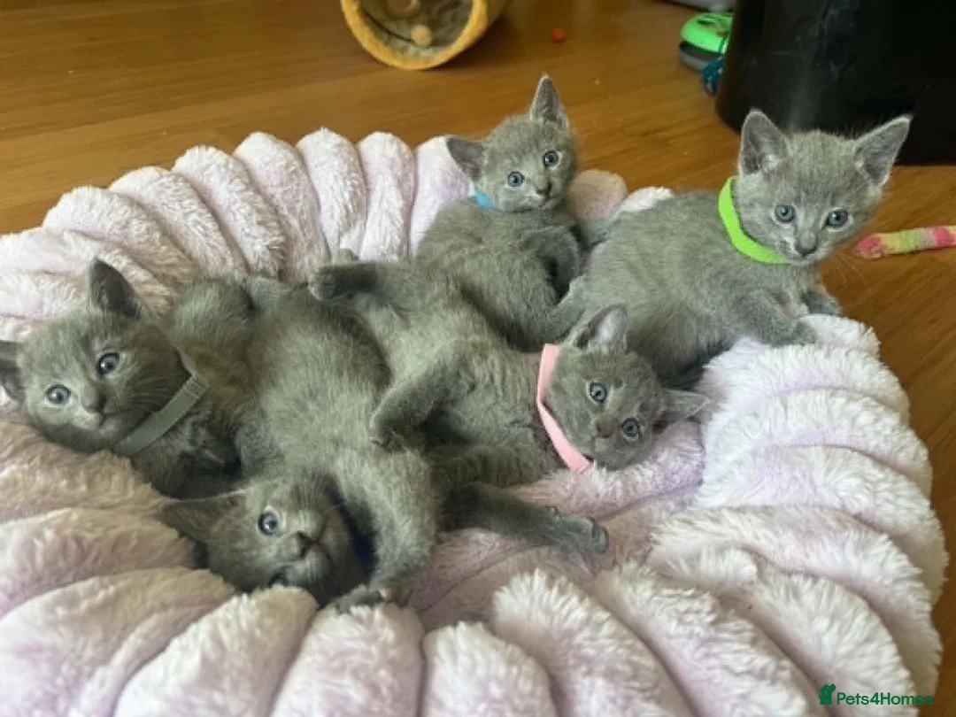 Russian Blue cats for sale: TICA REGISTERED Pure Breed Russian Blue Kittens - Advert 1