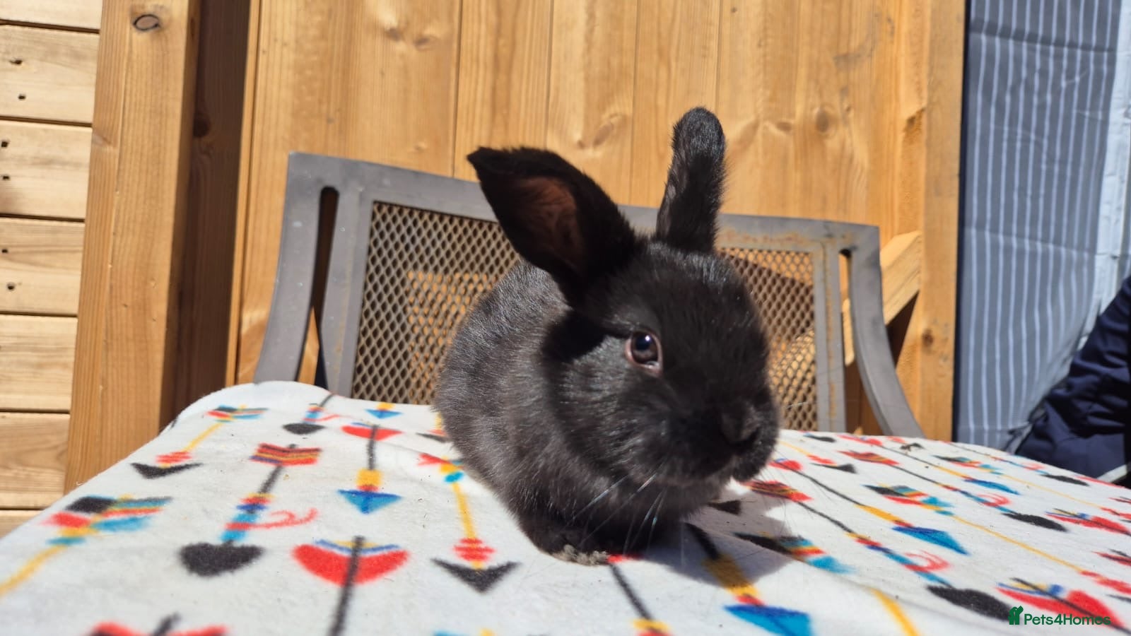 Mini Lop rabbits  8 week old mini lops  - Advert 5