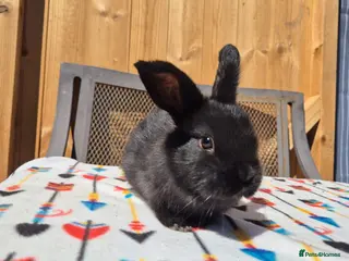 Mini Lop rabbits 8 week old mini lops - Advert 5
