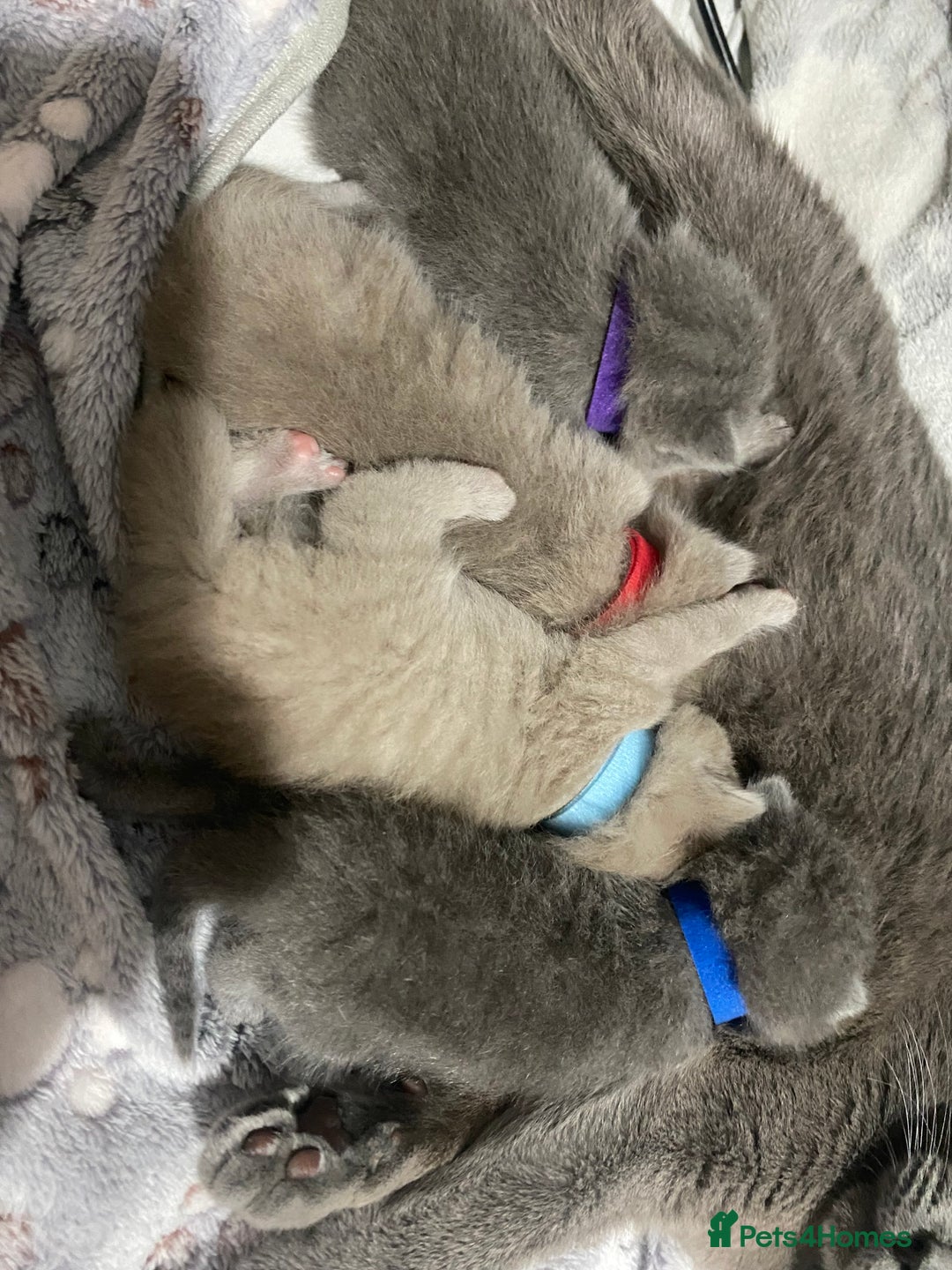 British Shorthair cats for sale: Adorable British shorthair kittens  - Image 8