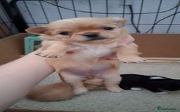 Chihuahua dogs for sale: Stunning Babies looking for forever 5* homes - Image 3