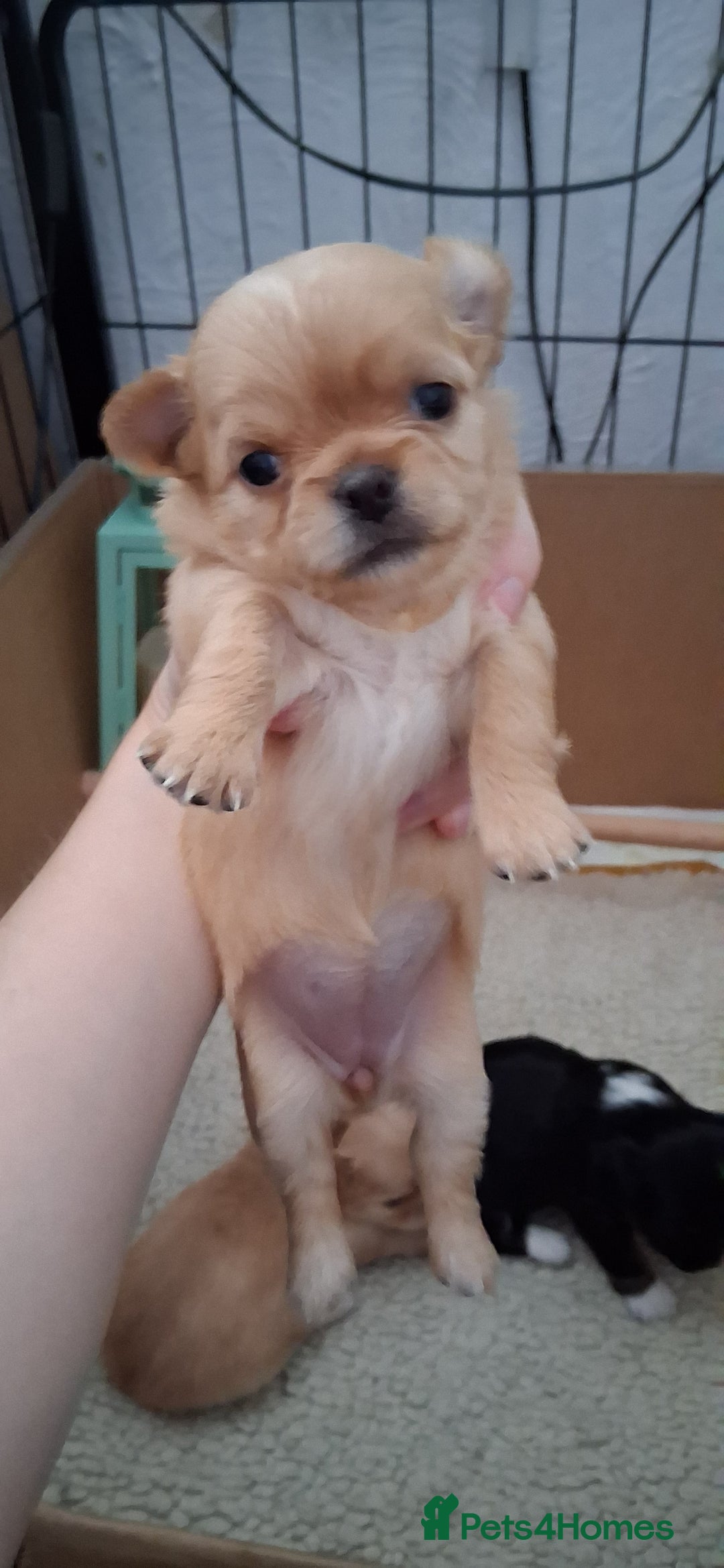 Chihuahua dogs for sale: Stunning Babies looking for forever 5* homes - Image 3