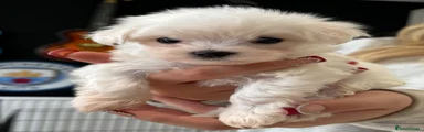 Maltese Puppy 3
