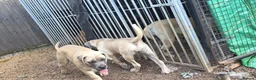Boerboel dogs for sale: SABBS REGISTERED KENNEL - Advert 13