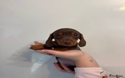 Miniature Dachshund dogs for sale: 🤩 3 Kc mini dachshund 🤩 - Advert 2