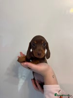 Miniature Dachshund dogs 🤩 4 Kc mini dachshund 🤩 - Advert 16