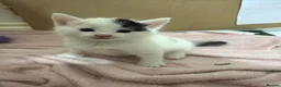 Mixed Breed cats for sale: Kittens Looking for Their Forever Homes 🐾 - Advert 3
