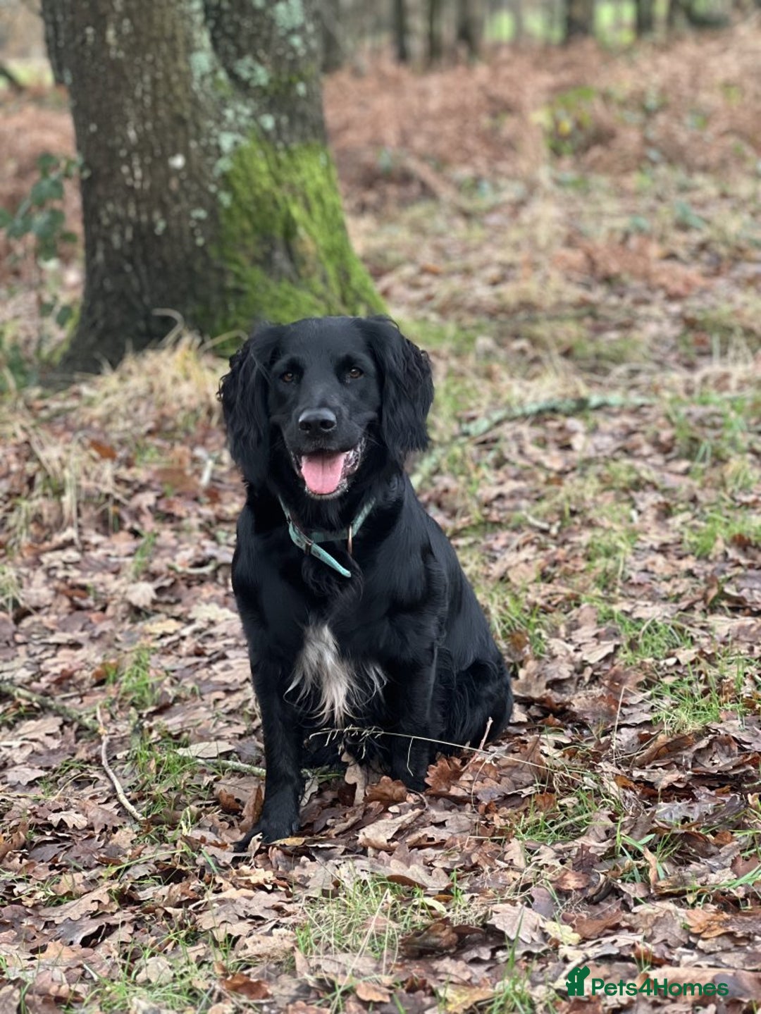 Labrador Retriever dogs for sale: hansome loving labrador retriever boy - Advert 5