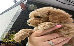 Cockapoo dogs for sale: Stunning F1b pups now available. - Image 3