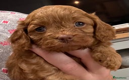 Cavapoo dogs for sale: Cavapoo crossed cavapoo f2 toy puppies - Image 4