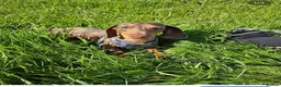 Dachshund dogs for stud: Miniature Dachshund for stud  in Newbiggin-by-the-Sea - Advert 5
