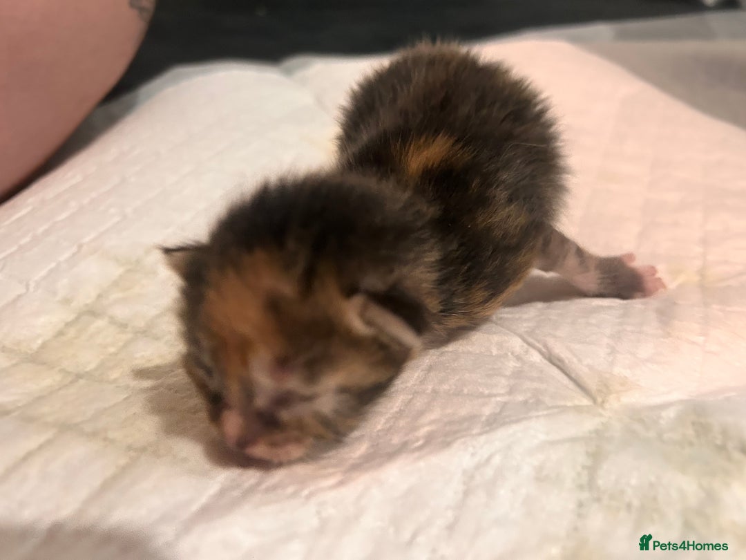 Mixed Breed cats for sale: Ragdoll x DSH Calico kittens - Image 8
