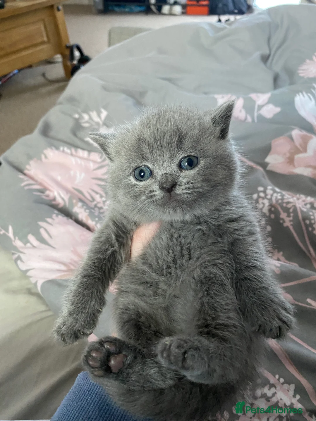 British Shorthair cats for sale: British blue shorthair x British blue long hair  - Advert 8