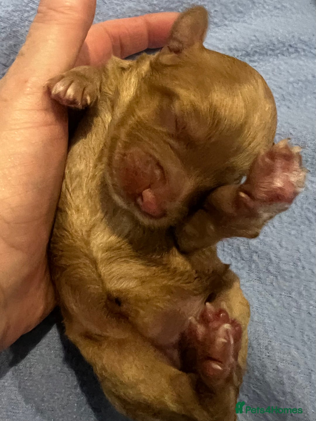 Australian Labradoodle dogs for sale: Multi Generational Australian Labradoodle Puppies - Image 7