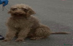 Mixed Breed dogs for sale: Irish doodle x Poodle Pointer puppies. Stunning!!! - Image 12