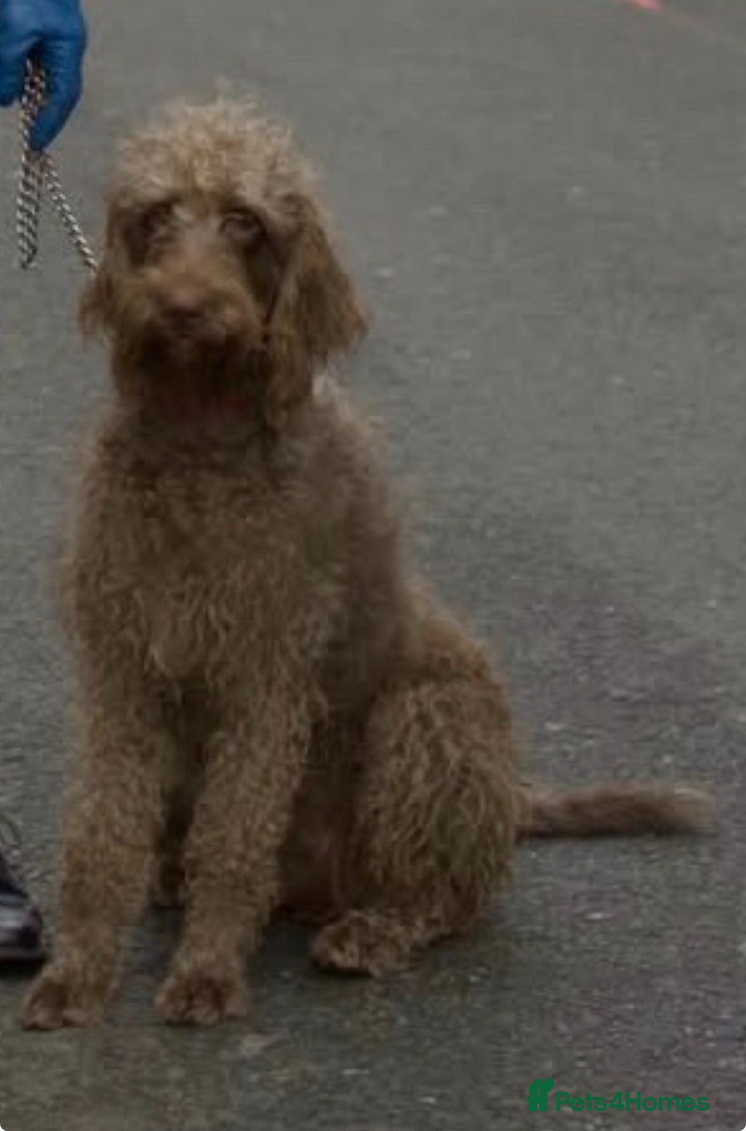 Mixed Breed dogs for sale: Irish doodle x Poodle Pointer puppies. Stunning!!! - Image 12