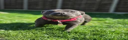 Staffordshire Bull Terrier dogs for sale: 2 Year Old Female Staffy Looking For A New Home - Advert 3