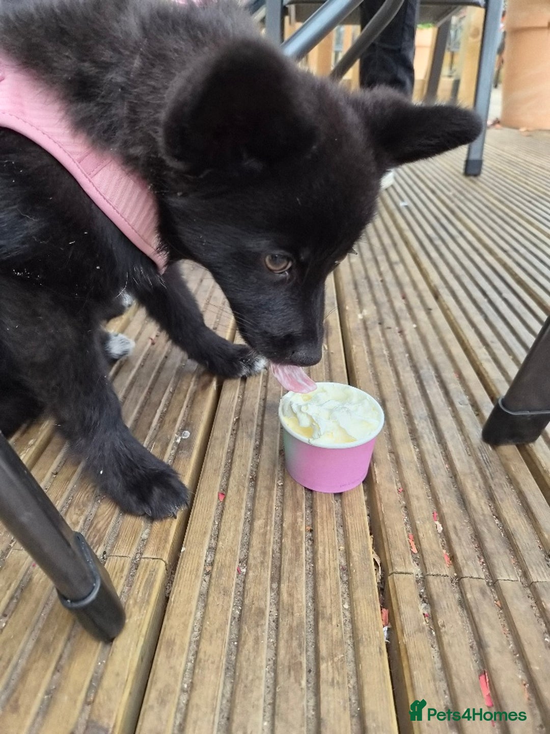 Pomsky dogs for sale: Pomsky Puppy for sale - Image 5