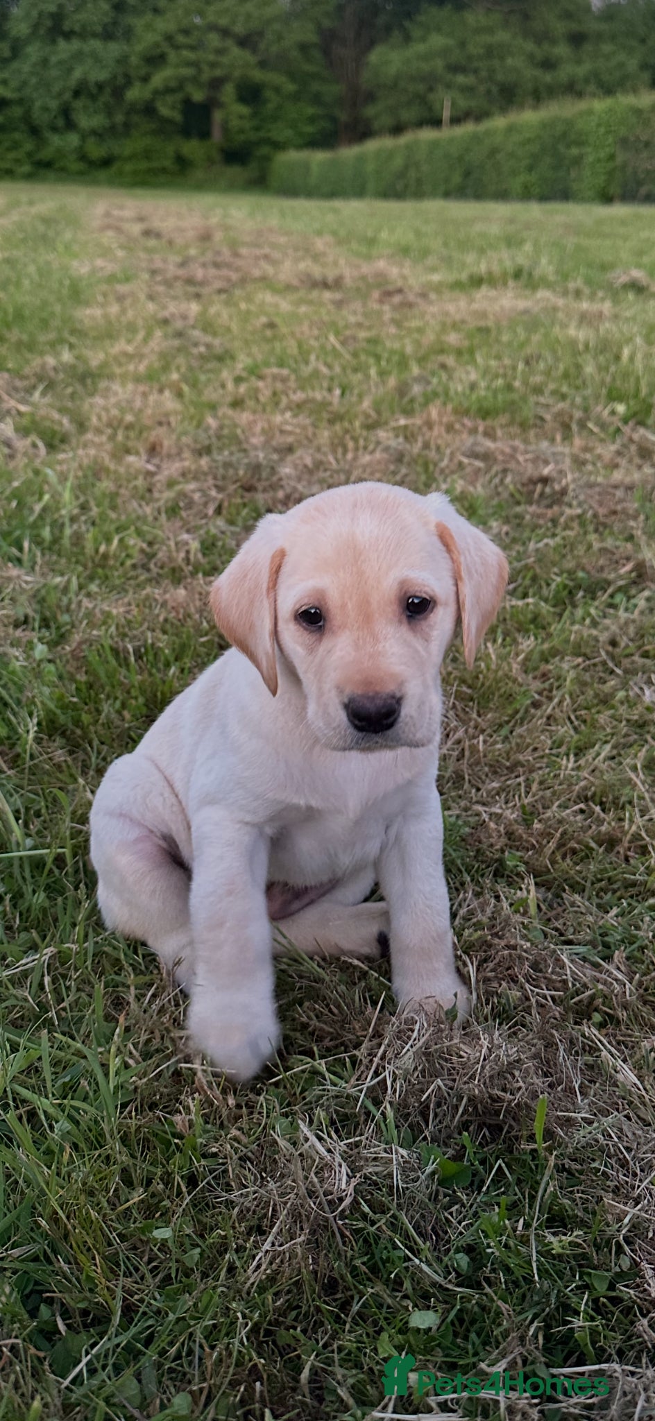 Labrador Retriever dogs International FTCH sired working Labrador pups  - Advert 1