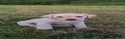 Labrador Retriever dogs for sale: International FTCH sired working Labrador pups  - Advert 6