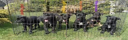 Australian Kelpie dogs for sale: Kelpie X collie puppies in Buxton - Advert 1