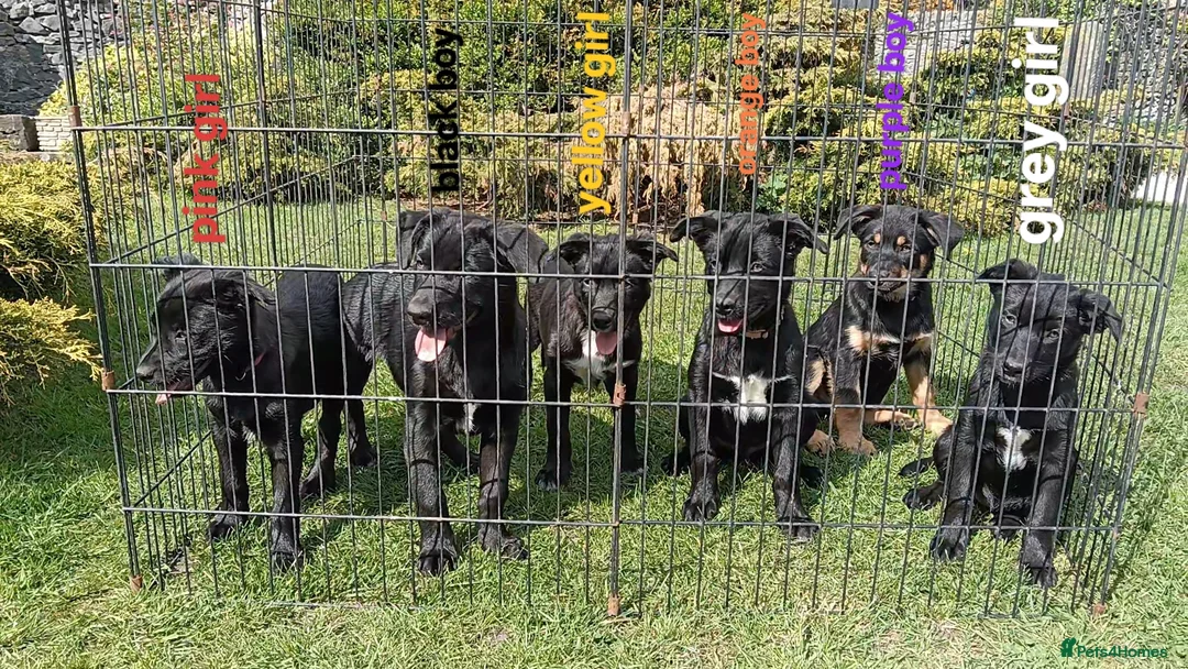Australian Kelpie dogs for sale: Kelpie X collie puppies in Buxton - Advert 1