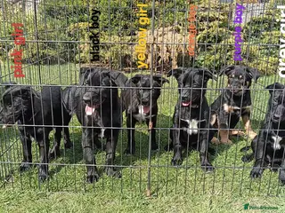 Australian Kelpie dogs Kelpie X collie puppies - Advert 12