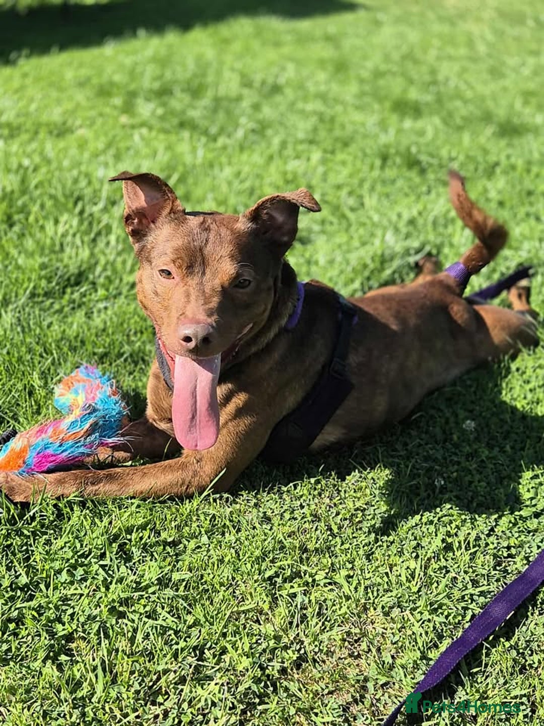 Mixed Breed dogs for adoption: MADDOX - YOUNG MALE STAFFIE CROSS in Newton Abbot - Image 1