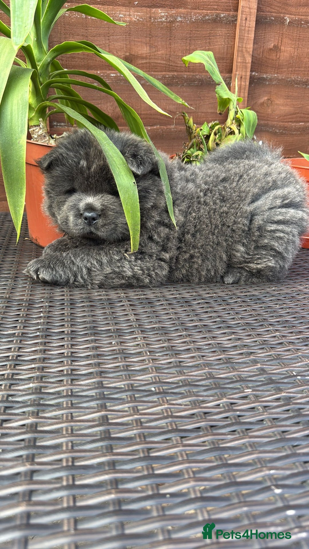 Chow Chow dogs for sale: 💫Stunning Chows Available 🥰❤️ - Image 9