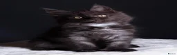 Maine Coon cats for sale: 🖤 TICA Registered Black Smoke Maine Coon Kittens  - Advert 7