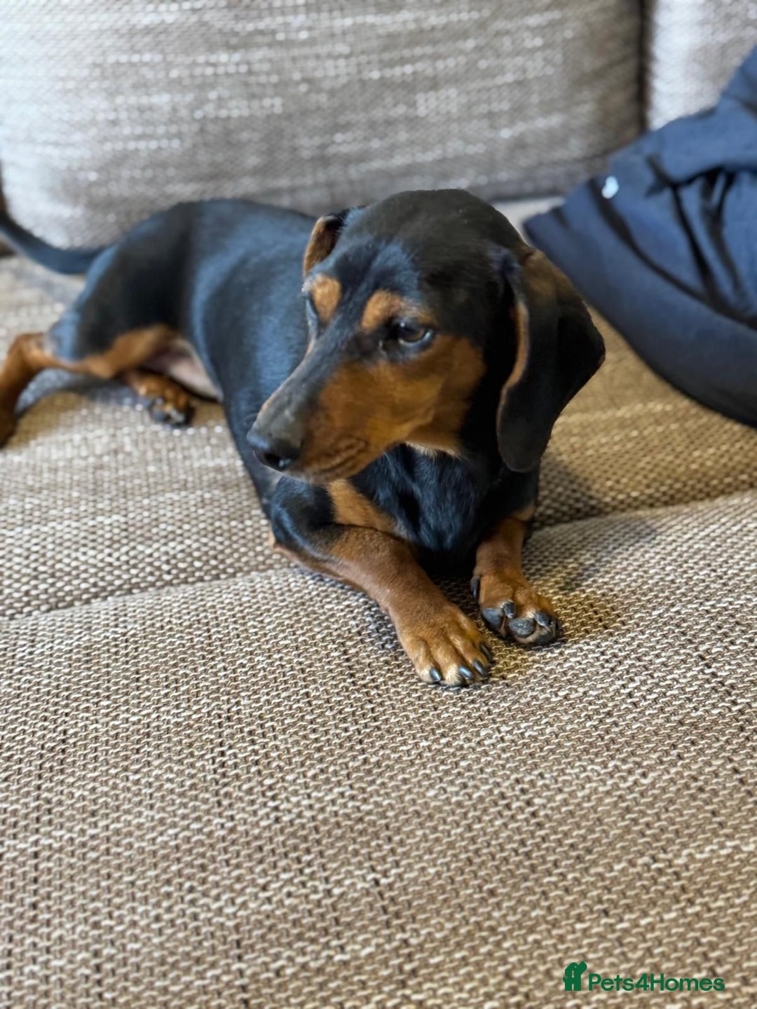 Mixed Breed dogs for adoption: Beautiful Mira needs a home - Advert 4