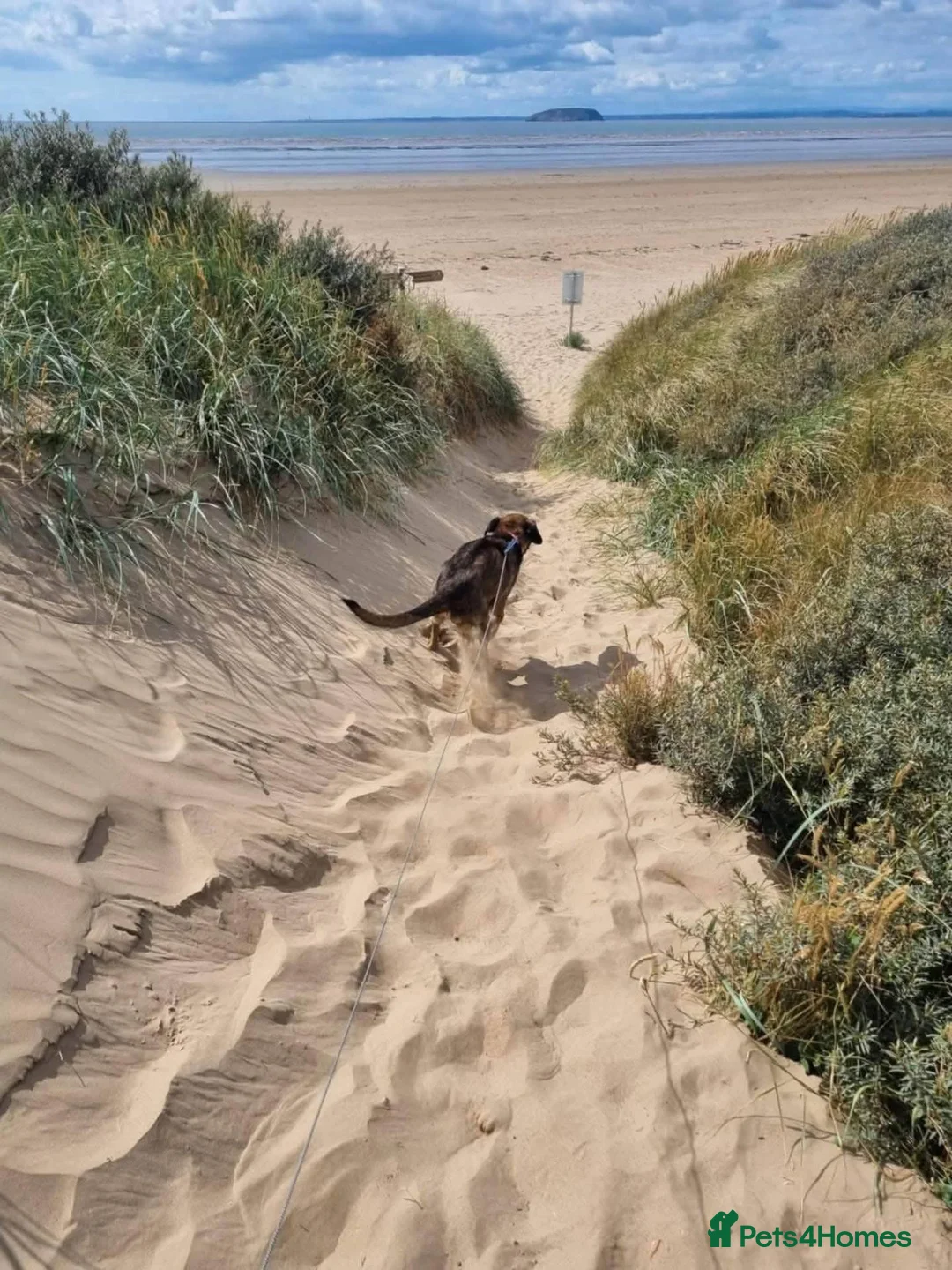 Mixed Breed dogs for adoption: HELP US FIND LOCryn HIS NEXT HOME in Weston-super-Mare - Advert 5