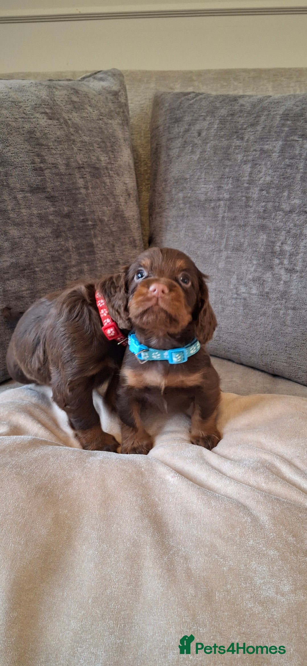 Cocker Spaniel dogs for sale: Kc reg working cocker spaniel puppies  - Advert 15