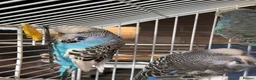 Budgerigars birds for sale: 3 Beautiful Budgies with Cage & Accessories in Maidstone - Advert 6