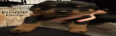 Rottweiler 1