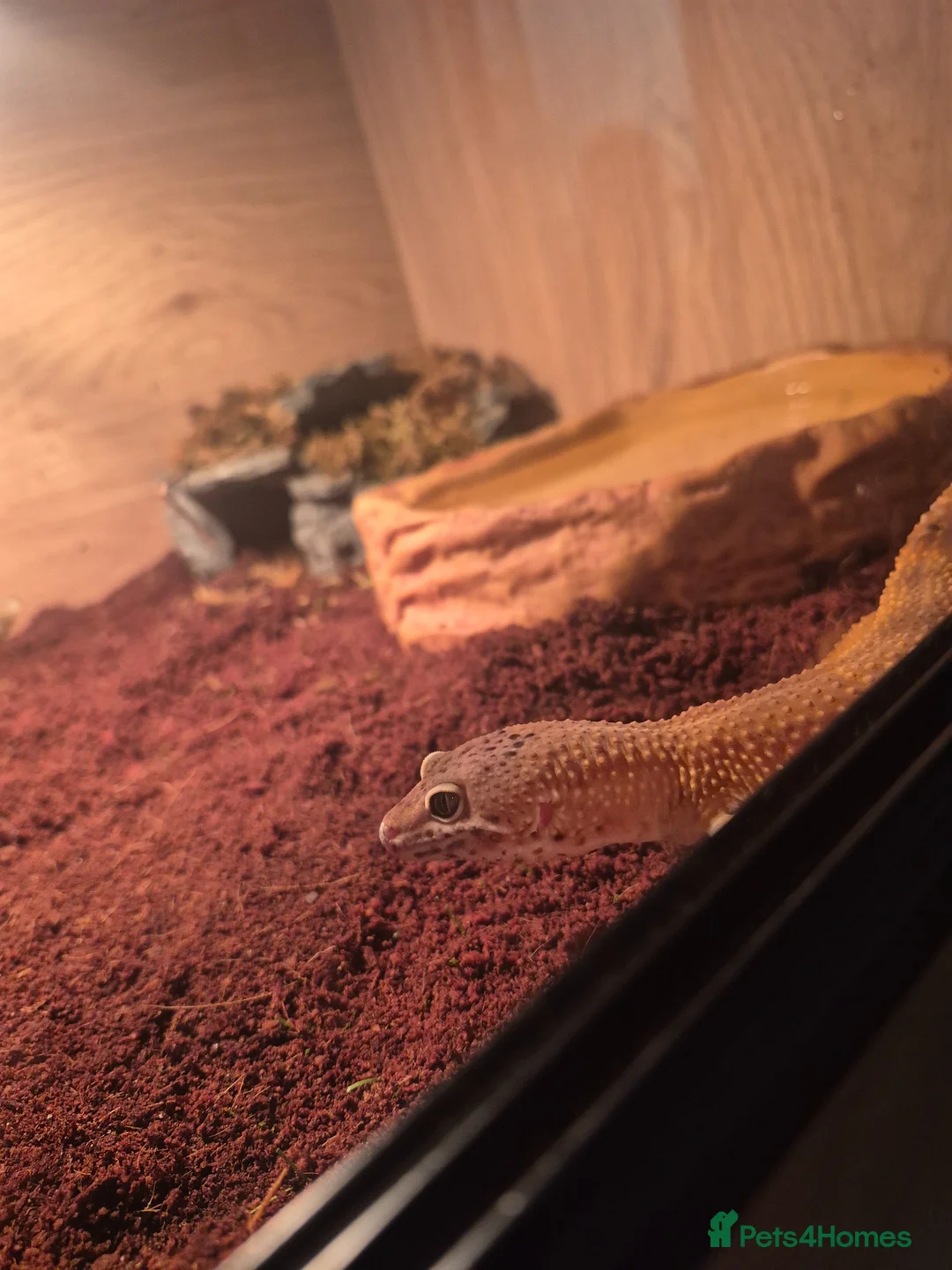 Leopard Gecko reptiles for sale: Leopard gecko and everything - Advert 2