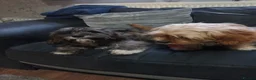 Cava Tzu dogs for sale: Cava-Tzu pups - Advert 5