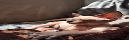 Sphynx cats for sale: Boy Sphynx Kitten  - Advert 9